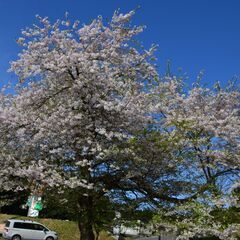 ペット可！リフォーム可！商用利用可！高台からの最高の景色！ 夢を叶えてくれる物件です。 - 十和田市