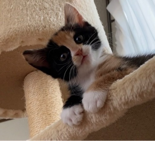ふんばり親子猫　三毛猫 ふんばり親子猫 三毛猫 Yahoo!オークション - saf 猫 親子猫