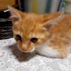 ２ヶ月くらいの仔猫です！！