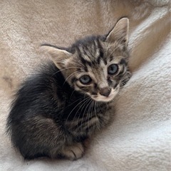 保護猫ちゃん