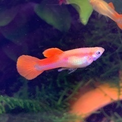 先着あと1名グッピー稚魚【キングコブラとフラミンゴのMIX】