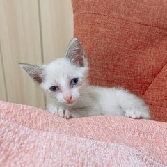 【里親募集】子猫保護しました