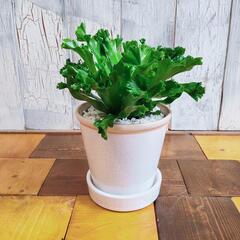 【観葉植物】アスプレニウム　レズリー　受皿付