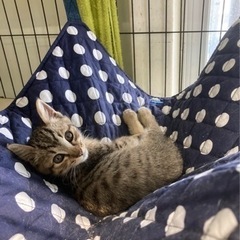 お店に迷い込んだ子猫(*´-`)