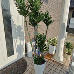 ドラセナ・フラグランス🌿(1600×300)☺️