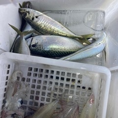 島根県出雲市　シロイカ　釣り仲間　募集　イカメタル　オモリグ　釣り　エギング❗️ - メンバー募集