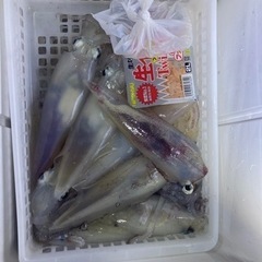 島根県出雲市　シロイカ　釣り仲間　募集　イカメタル　オモリグ　釣り　エギング❗️ - その他