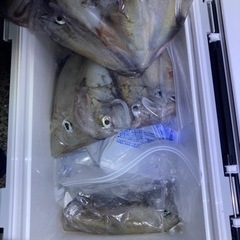 島根県出雲市　シロイカ　釣り仲間　募集　イカメタル　オモリグ　釣り　エギング❗️ − 島根県