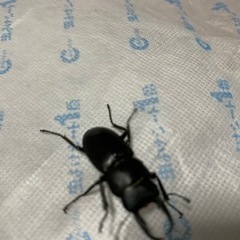 ✨かわいい　国産コクワガタ✨　大量に希望のため受付終了の画像