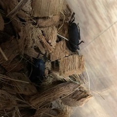 ✨かわいい　国産コクワガタ✨　大量に希望のため受付終了の画像
