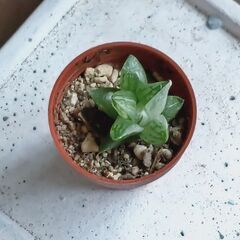〖 多肉植物〗旧 氷砂糖〖 ハオルチア〗