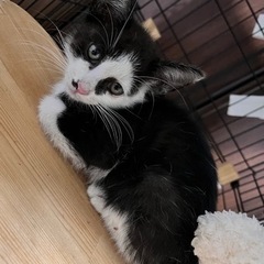 可愛い子猫ちゃん✴︎2か月半オス✴︎鍵しっぽくん