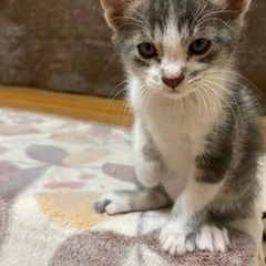 子猫里親募集！ - 今治市