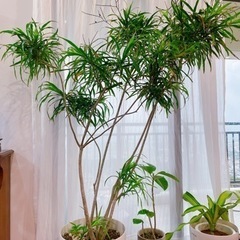 商談中　観葉植物　ドラセナ　160cm