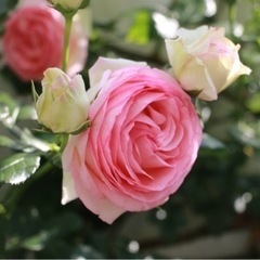ピエール・ドゥ・ロンサール　薔薇　さし穂❣️