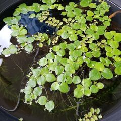 水草 アマゾンフロッグピット (メダカビオトープで育成) 沢山あるのでまだまだ受け付け中です！の画像