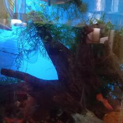 グッピーや熱帯魚、水草等。早めに捌きたいので全てにオマケつけますの画像