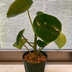 ぺぺロミア・ジェイド