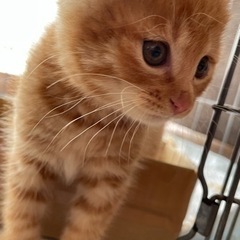 茶トラ♂1ヶ月半くらい