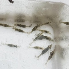 エビ　第4回