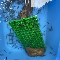 エビ　第4回の画像