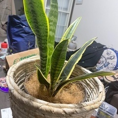トラノオ 鉢カバーもご一緒にの画像