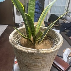 トラノオ 鉢カバーもご一緒に
