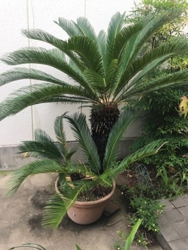 ソテツ　長生き40歳くらい