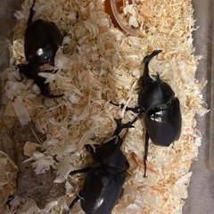 カブトムシ♂♀ペア　育ててみませんか？