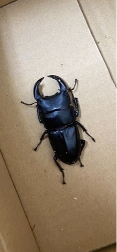 【国産オオクワガタ❗️2ペア❗️】　オオクワガタ　ペア　兵庫県阿古谷産　CB1