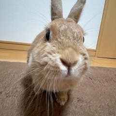 ミニウサギ　7歳メス