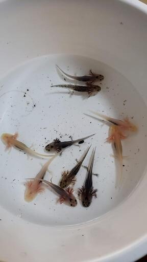 ウーパールーパー10匹set