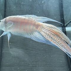 ペア★琉球レッド★琉球闘魚★パラダイスフィッシュ★入手困難★数量...