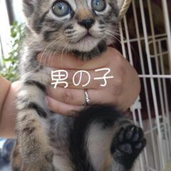 ありがとうございます！里親様決まりました！猫らしい塩対応のしおく...