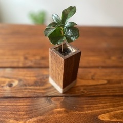 (C.02)コーヒーの木 水耕栽培の画像