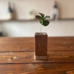 (C.02)コーヒーの木 水耕栽培の画像