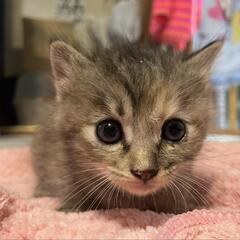里親さん募集中です！