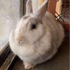 うさぎ里親募集