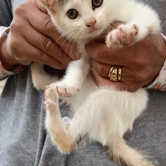 家族になってくれる里親様、お願いします。