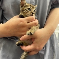 スシロー近くの美容室前で保護したシロー君〜 - 沖縄市
