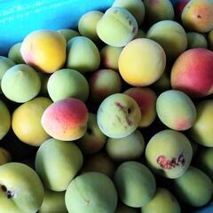 生梅　キズあり