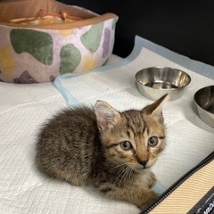 スシロー近くの美容室前で保護したシロー君〜 - 猫