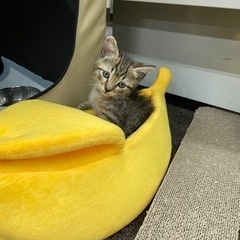 スシロー近くの美容室前で保護したシロー君〜 − 沖縄県