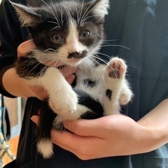 🐱新しいご家族が決まりました🐱　ハチワレ　2ヶ月　♂