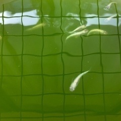 メダカ稚魚　ブルースターダスト