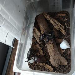 カブトムシ オス メス ペア