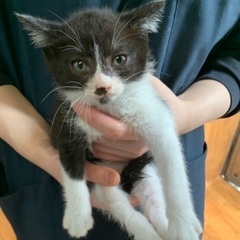 🐱新しいご家族が決まりました！　ハチワレ　2ヶ月の女の子