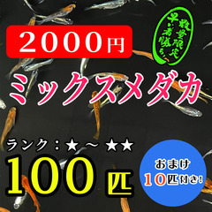 《 早い者勝ち!  》選別もれメダカミックス 100匹 + 10...