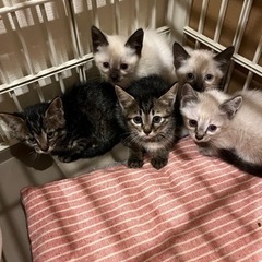 生後2ヶ月    シャム兄妹5匹