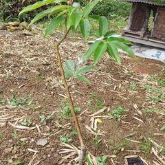 栗の木　苗木　2本